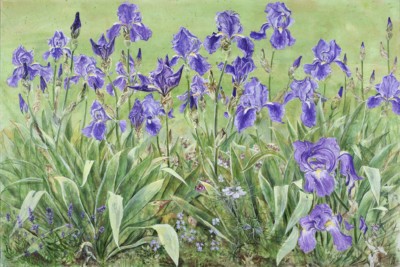 Blaue Iris