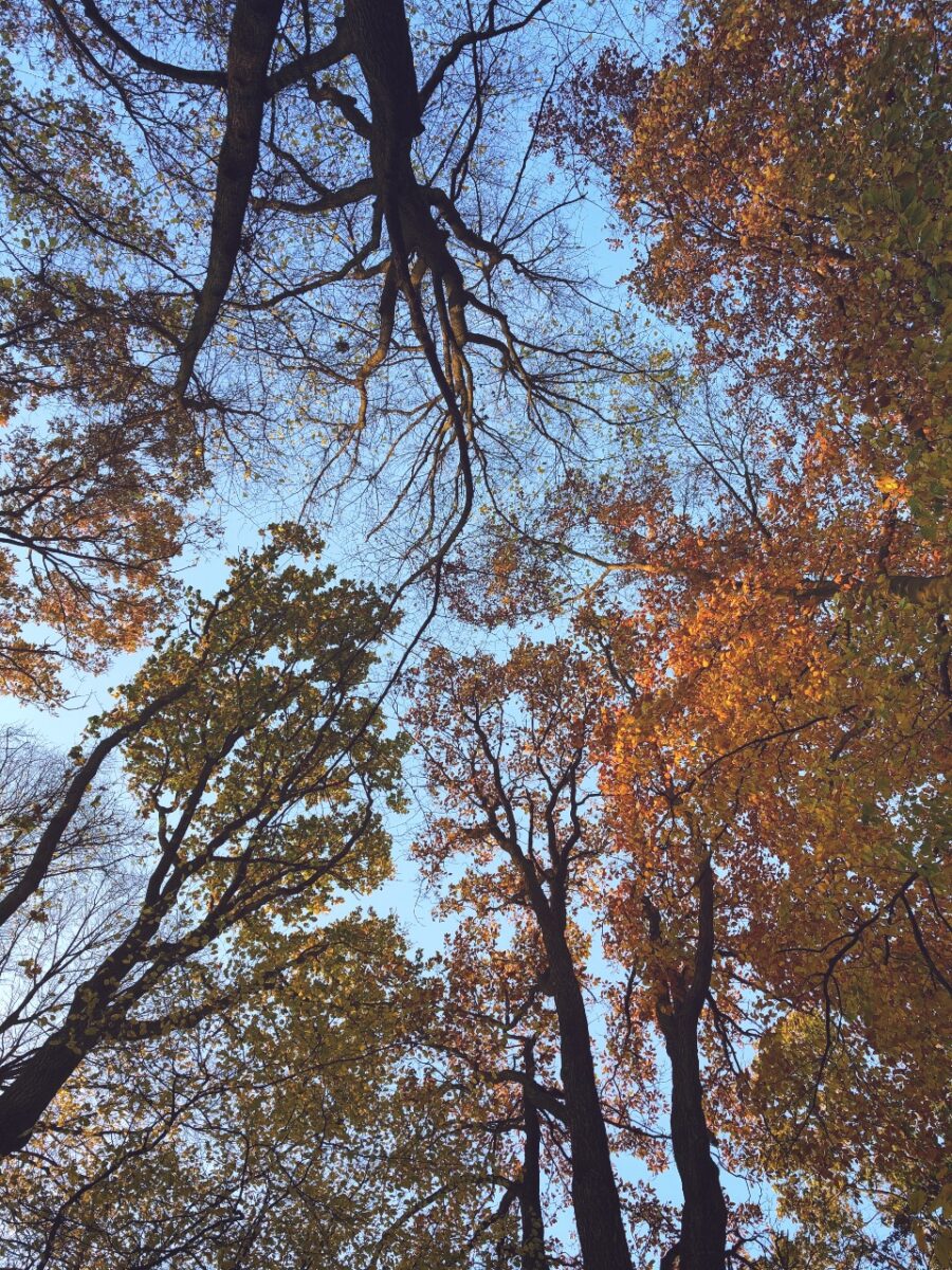 Mikel Rø Fotografie: Trees of Life | True Life